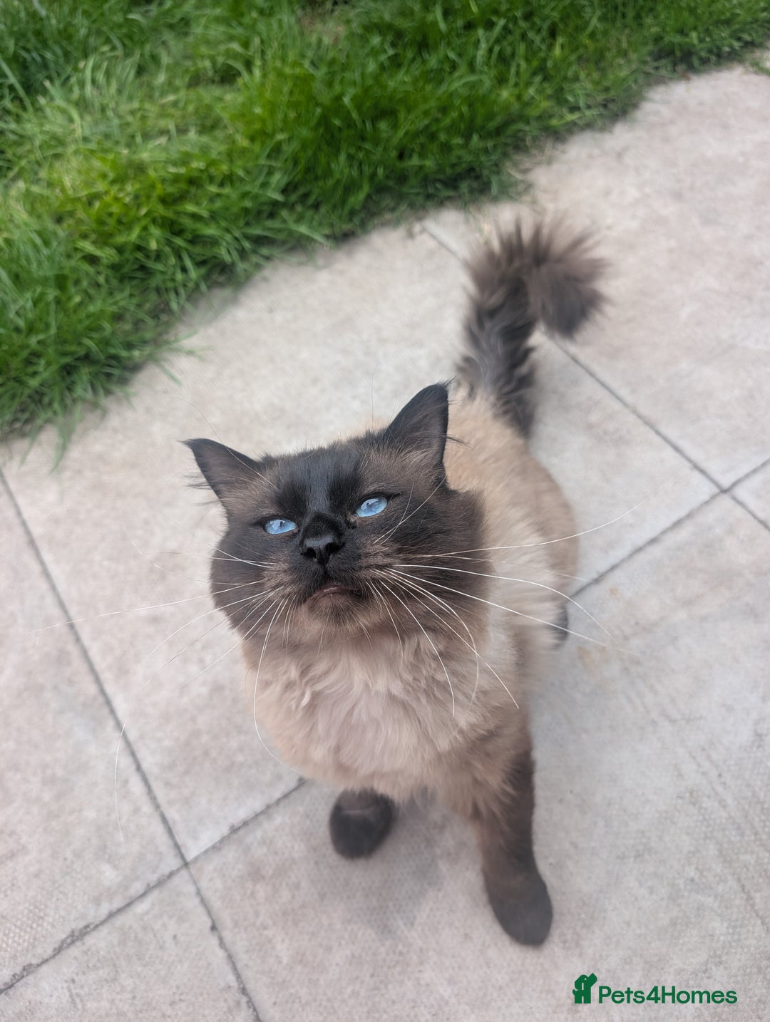 Ragdoll cats for sale: Absolutely gorgeous mink seal ragdoll for sale  - Image 4