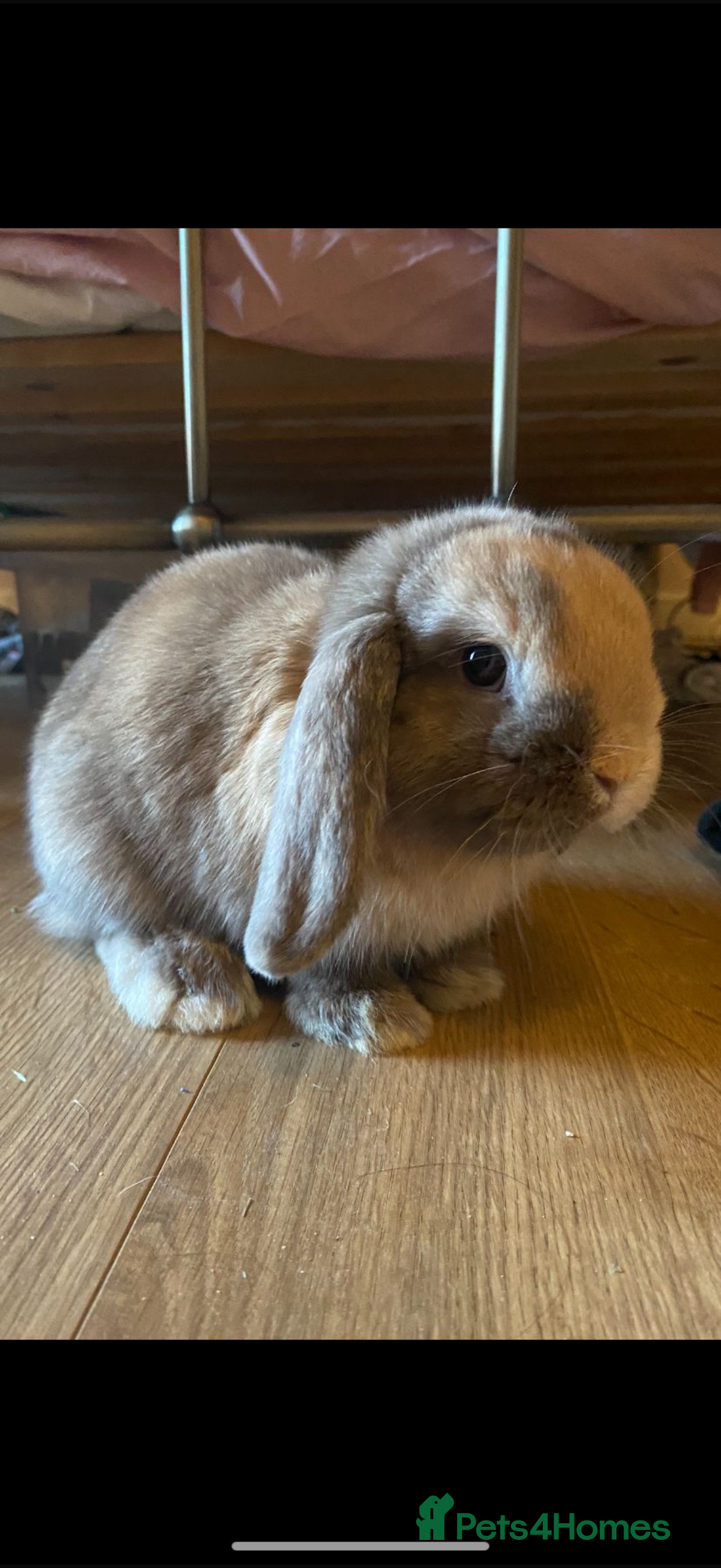 Mini Lop rabbits 12 week mini lop- last boy left :) - Advert 1