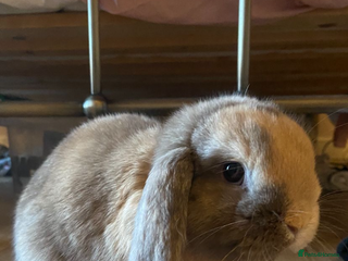 Mini Lop rabbits 12 week mini lop- last boy left :) - Advert 1