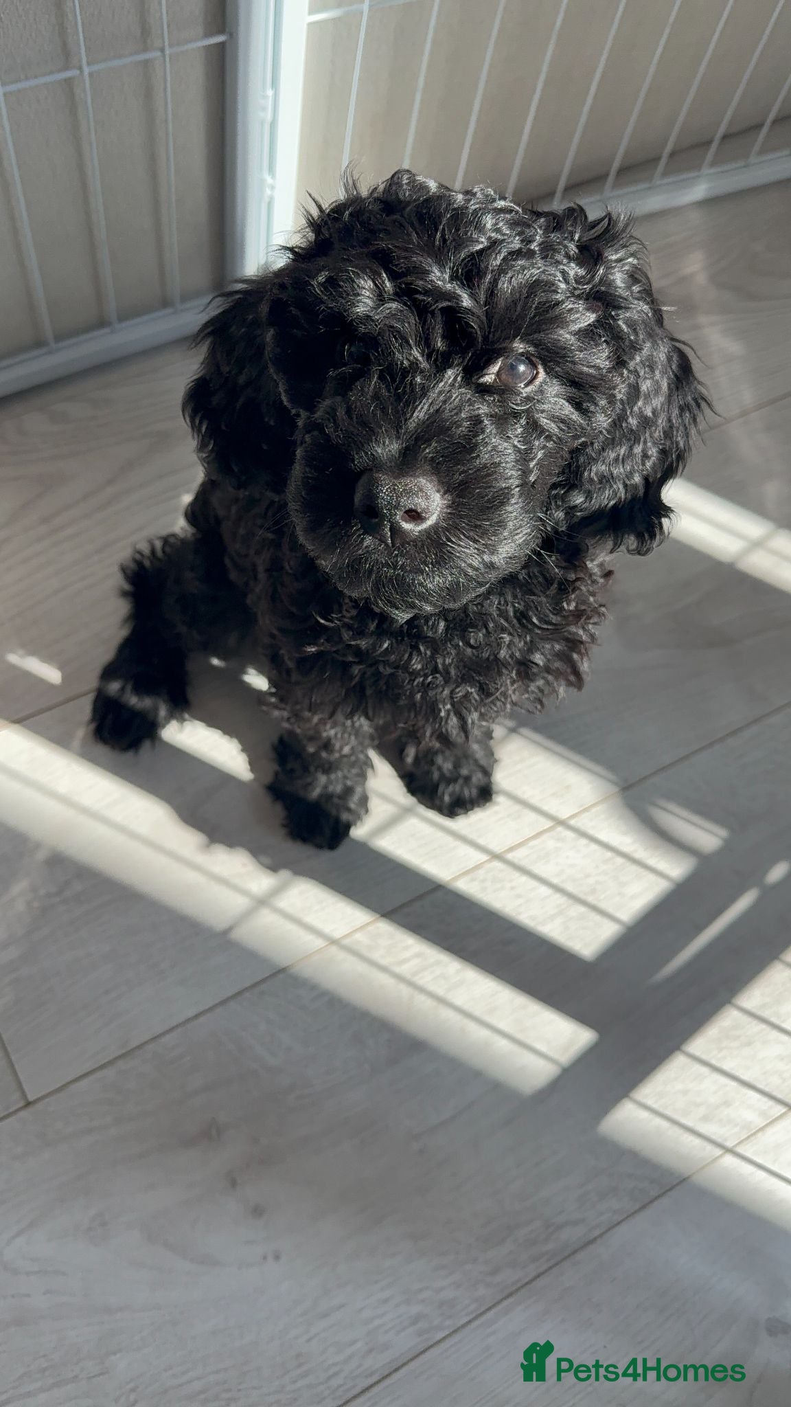 Mixed Breed dogs Fully House Trained Adorable Cockapoo Puppy - Advert 2