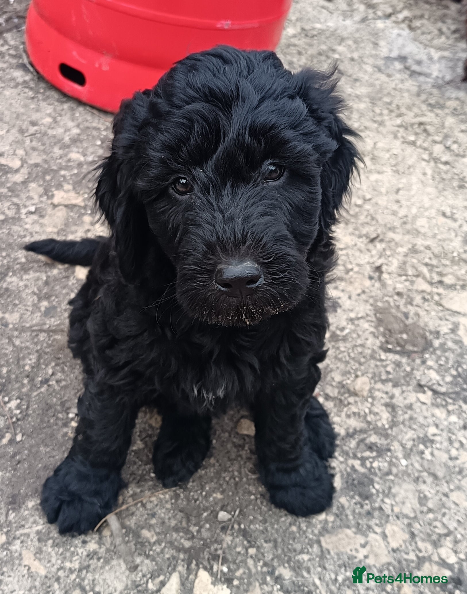 Double Doodle dogs 🌈Ethically Bred, Scientifically Raised 🌈🌈 - Advert 12