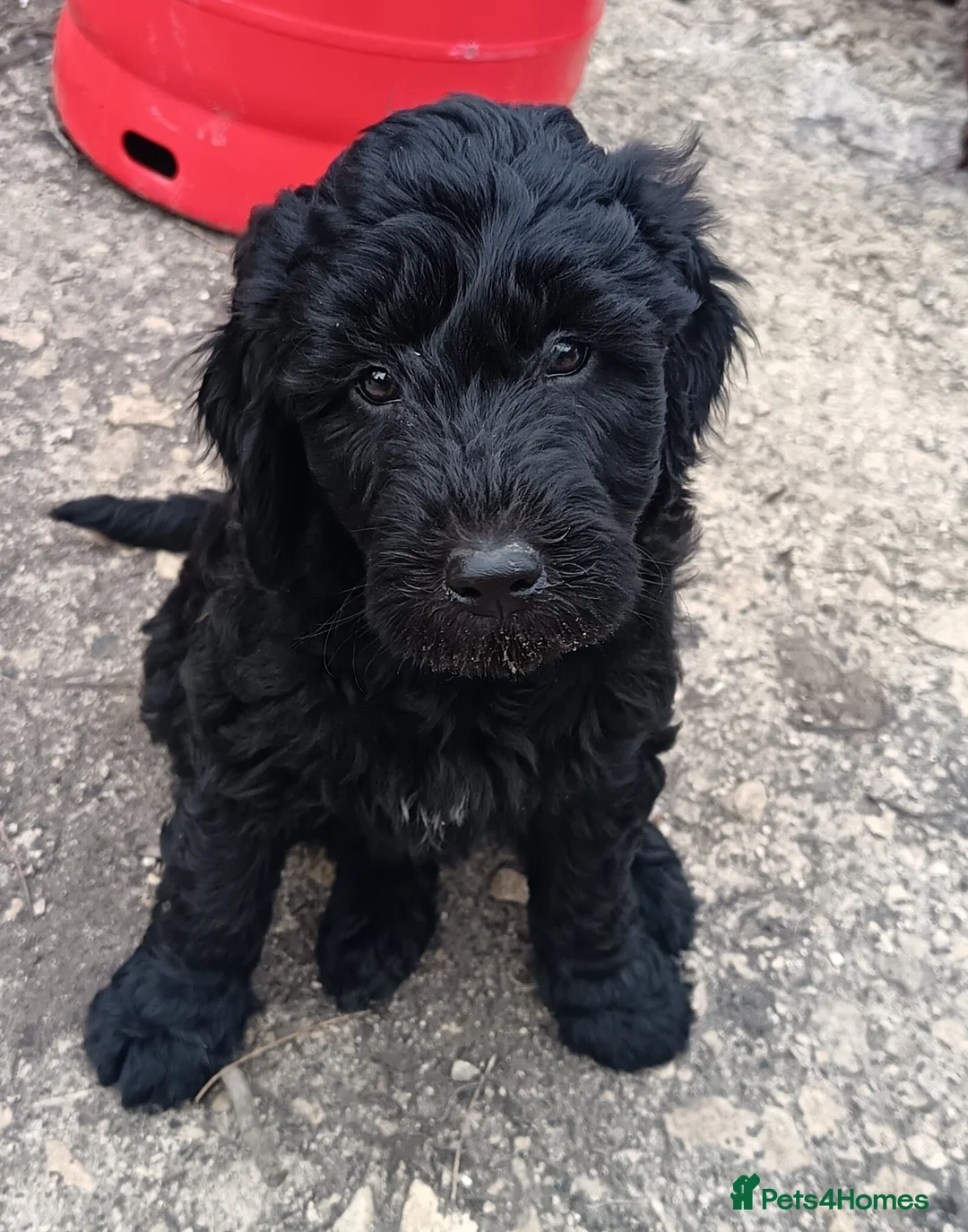 Double Doodle dogs for sale: 🌈Fully vaccinated and ready to meet the world 🌈 - Advert 4