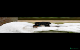 Bordoodle dogs for sale: GOLD STANDARD HIGH HEALTH COLLIPOO PUPPIES 🌟 - Image 8
