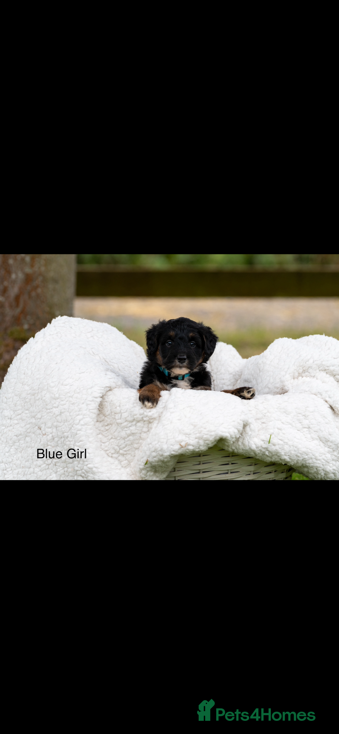 Bordoodle dogs for sale: GOLD STANDARD HIGH HEALTH COLLIPOO PUPPIES 🌟 - Image 8