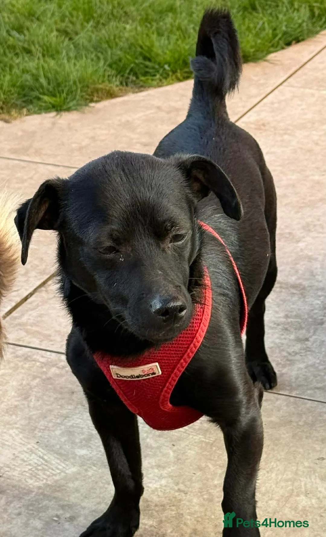 Mixed Breed dogs for adoption: Kuro  - Advert 4