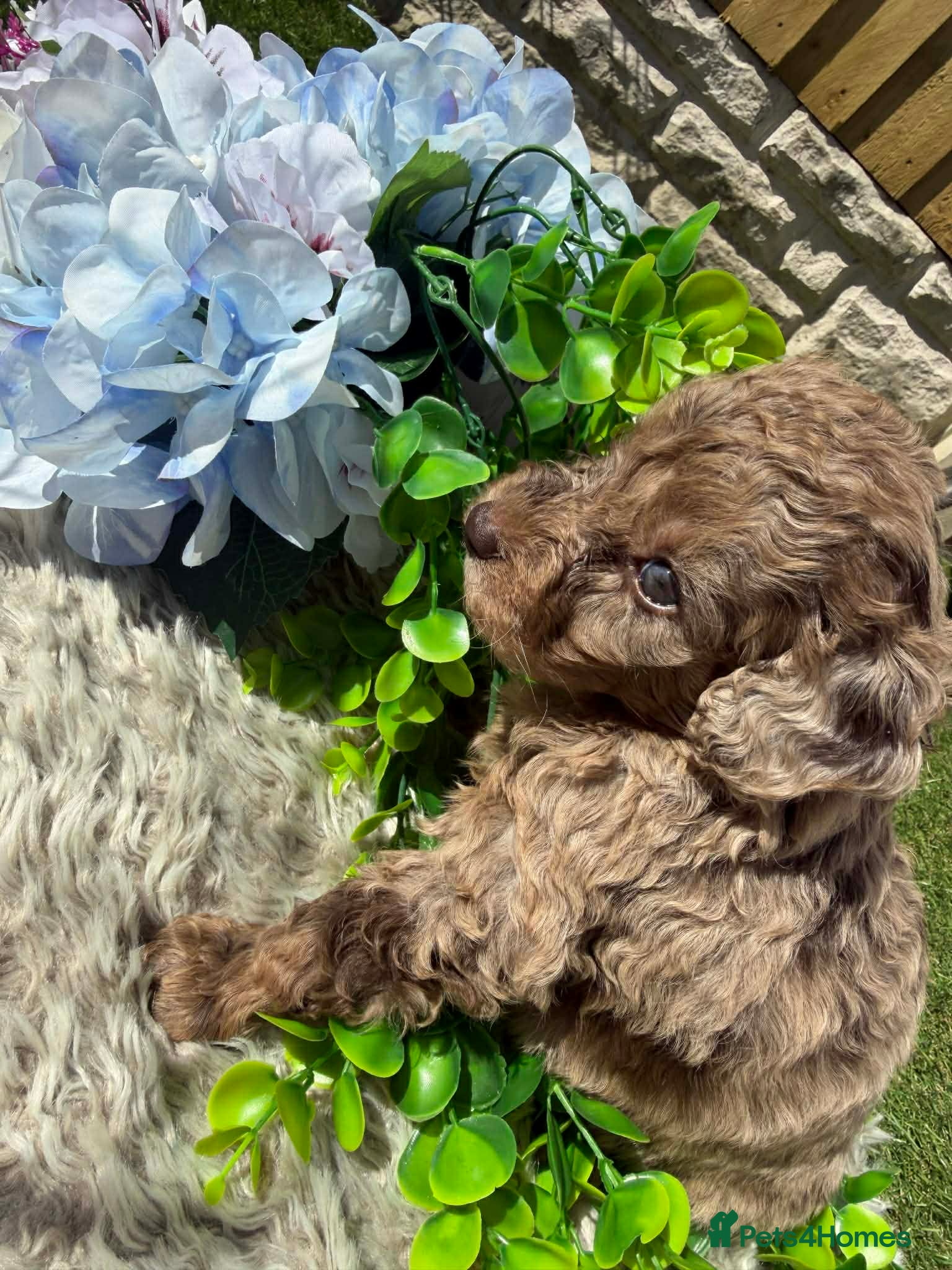 Cockapoo dogs Gorgeous Miniature Cockapoo Puppies 🐾 - Advert 1