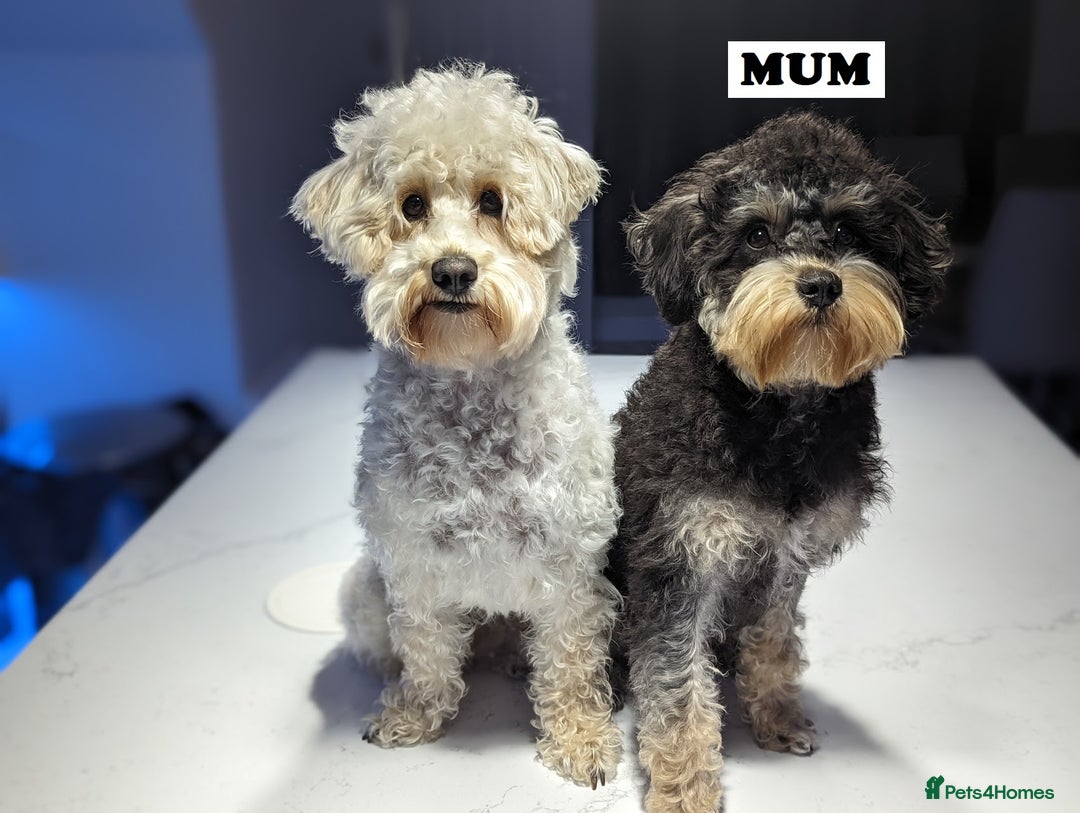 Puppies For Pets4homes Schnoodle Puppies Schnoodle Hypoallergenic