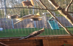 Cockatiels birds for sale: Breeding Pair of Cockatiels - Image 2