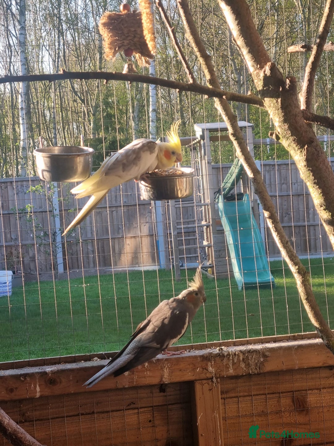 Cockatiels birds for sale: Breeding Pair of Cockatiels - Image 2