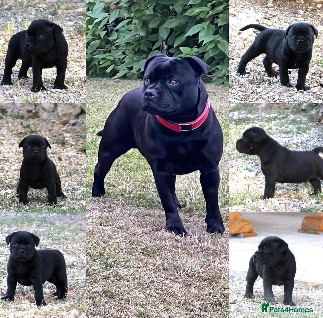 Staffordshire Bull Terrier dogs for stud: ULTIMATE BLACK CHAMPION STUD RAMPAGE in Airdrie - Advert 8