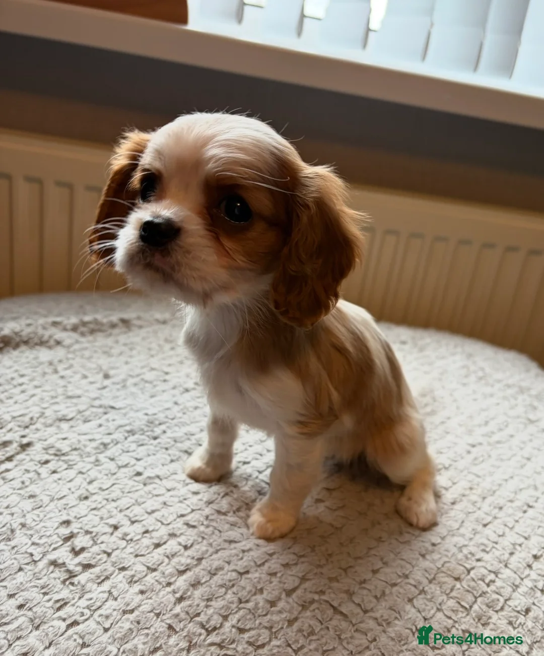 Cavalier King Charles Spaniel dogs for sale: Tri/ Blenheim Cavalier King Charles Puppies ready  - Advert 3