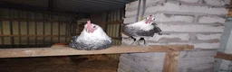 Chickens poultry for sale: 2 Beautiful silver campine cockerels  - Advert 3