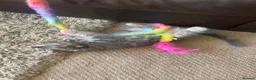 British Longhair cats for sale: Last 2 little boys  - Advert 14