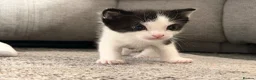 Mixed Breed cats for sale: Arabian/Ragdoll Cross Kittens for sale.  - Advert 7