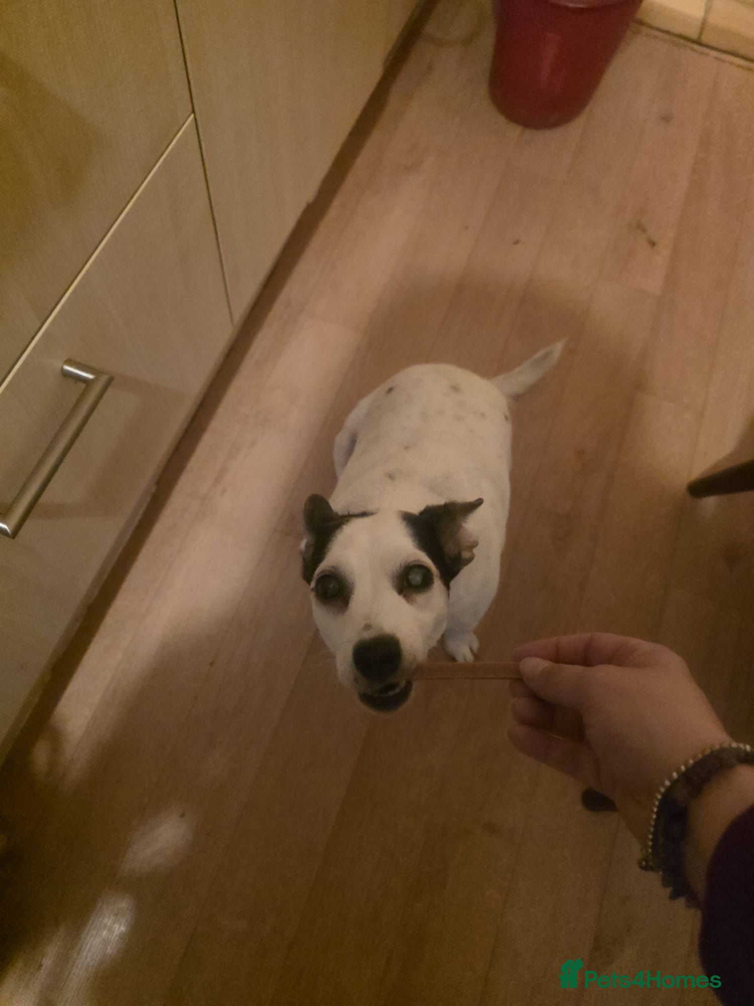 Jack Russell dogs 💔 HEARTBREAKING STORY 💔 Jack Russell & cat  - Advert 1