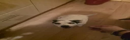 Jack Russell dogs for adoption: 💔 HEARTBREAKING STORY 💔 Jack Russell & cat  - Advert 1