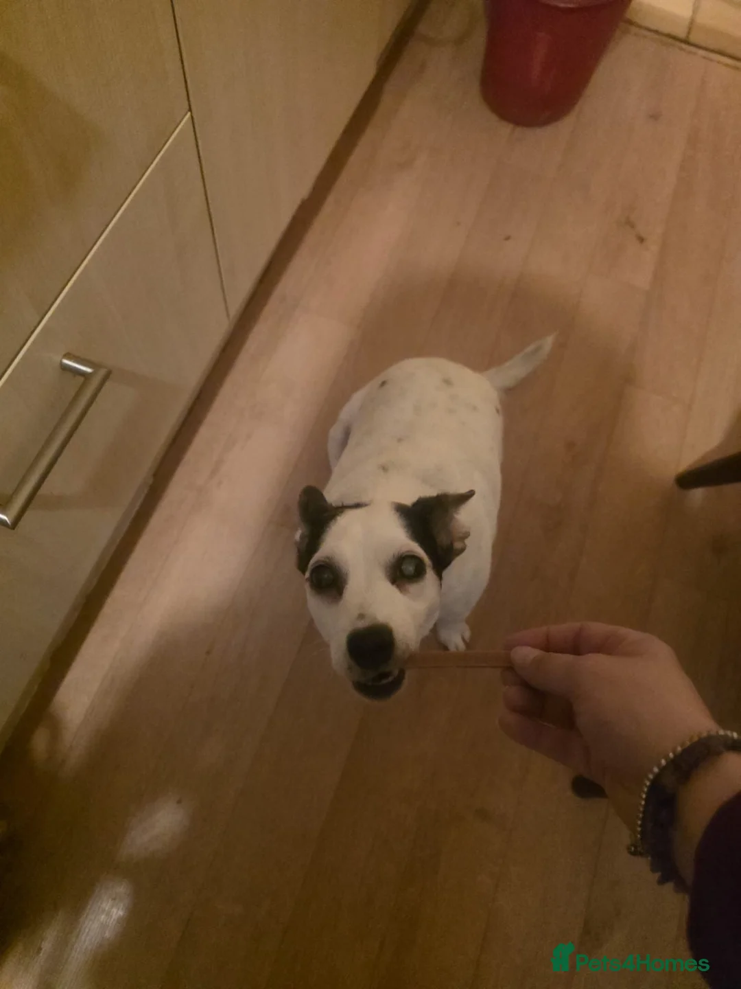 Jack Russell dogs for adoption: 💔 HEARTBREAKING STORY 💔 Jack Russell & cat  - Advert 1