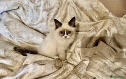 Ragdoll cats for sale: Full Ragdoll kittens  - Image 16