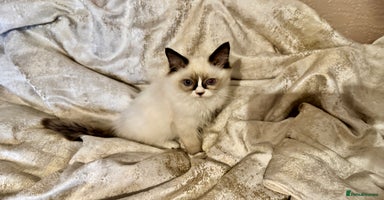 Ragdoll cats - Advert 4