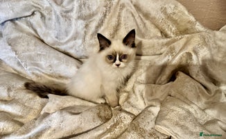 Ragdoll cats - Advert 5