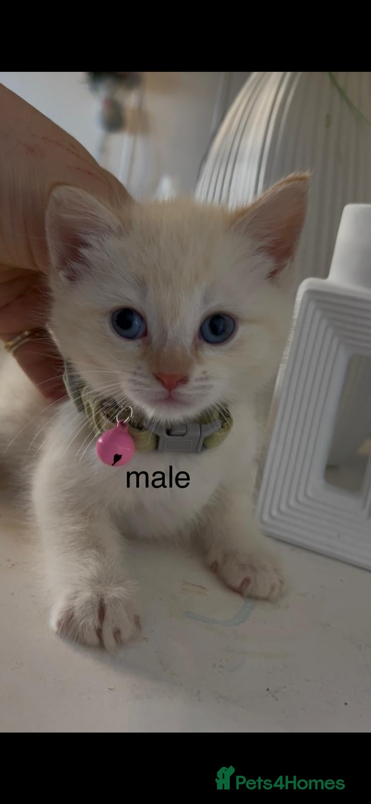 Mixed Breed cats Siamese cat mixed with full white cat  - Advert 1
