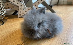 Lionhead rabbits for sale: 2 double mane lion heads  for sale  - Image 17