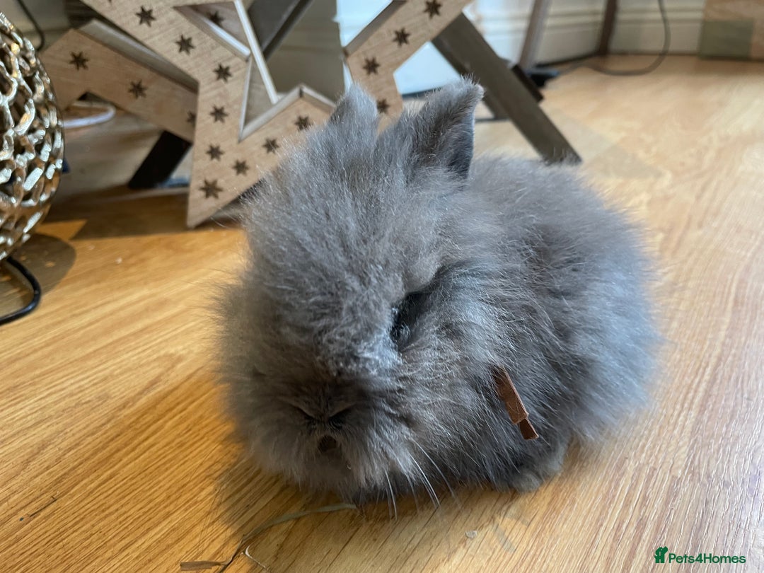 Lionhead rabbits for sale: 2 double mane lion heads  for sale  - Image 17