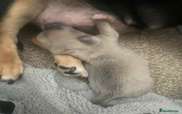 Mixed Breed dogs for sale: Jack russel cross chichuhua puppies Jackawawa - Image 9