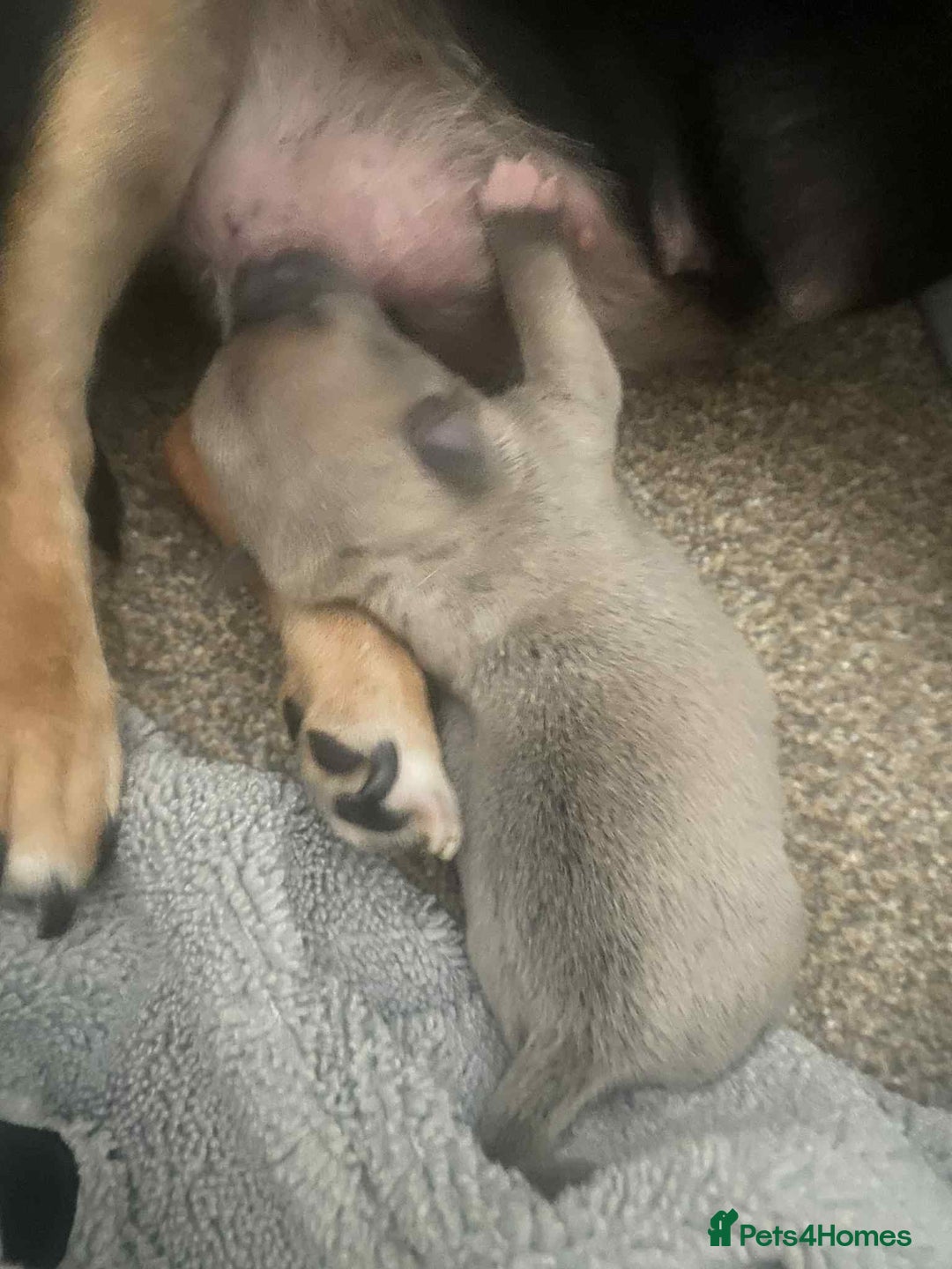 Mixed Breed dogs for sale: Jack russel cross chichuhua puppies Jackawawa - Image 9