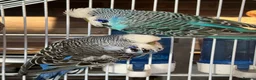 Budgerigars birds for sale: 3 Beautiful Budgies with Cage & Accessories in Maidstone - Advert 7
