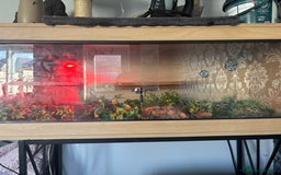 Corn Snake reptiles for sale: Corn Snake + 4ft Viv set up + Accessories  - Image 3