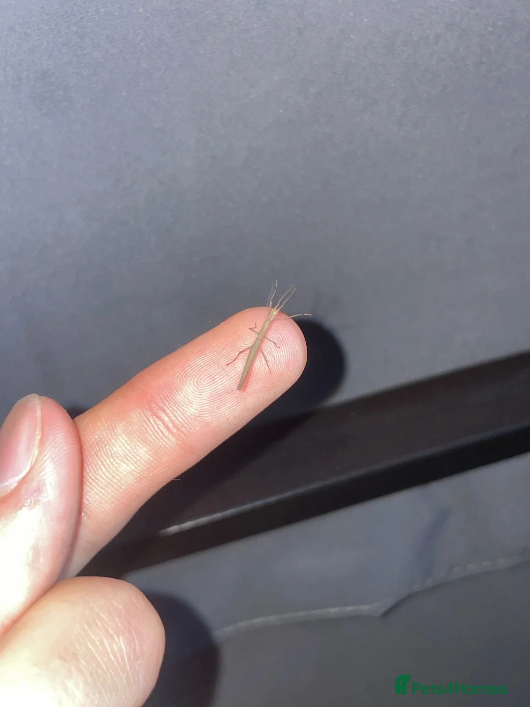 Stick Insects invertebrates for sale: Baby Indian Stick Insects £1 Each  - Advert 1