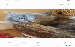 Mixed Breed cats for sale: Maine Coon crossed with Ragdoll ( Ragcoon )  - Image 5