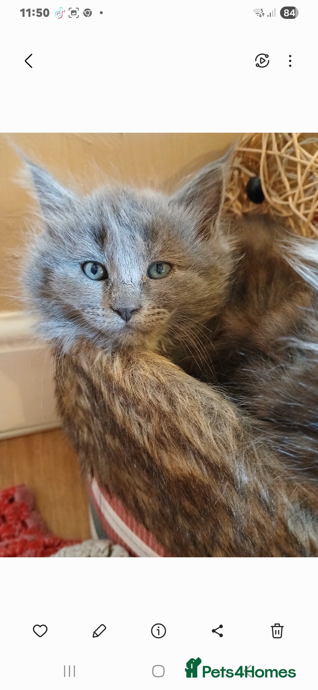 Mixed Breed cats for sale: Maine Coon crossed with Ragdoll ( Ragcoon )  - Image 5