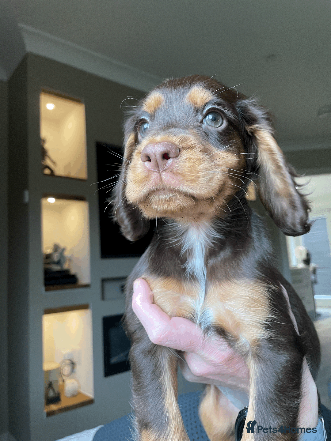 Cocker Spaniel dogs for sale: Cocker Spaniel Pups Outstanding Pedigree Lines! - Advert 24