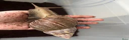 Snails invertebrates for sale: 2 lovely Giant African Land Snails with everything - Advert 3