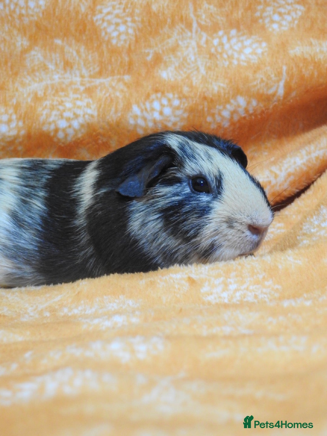 Guinea Pig rodents for sale: 2 crested guinea pigs available 1 male 1 female  - Advert 20