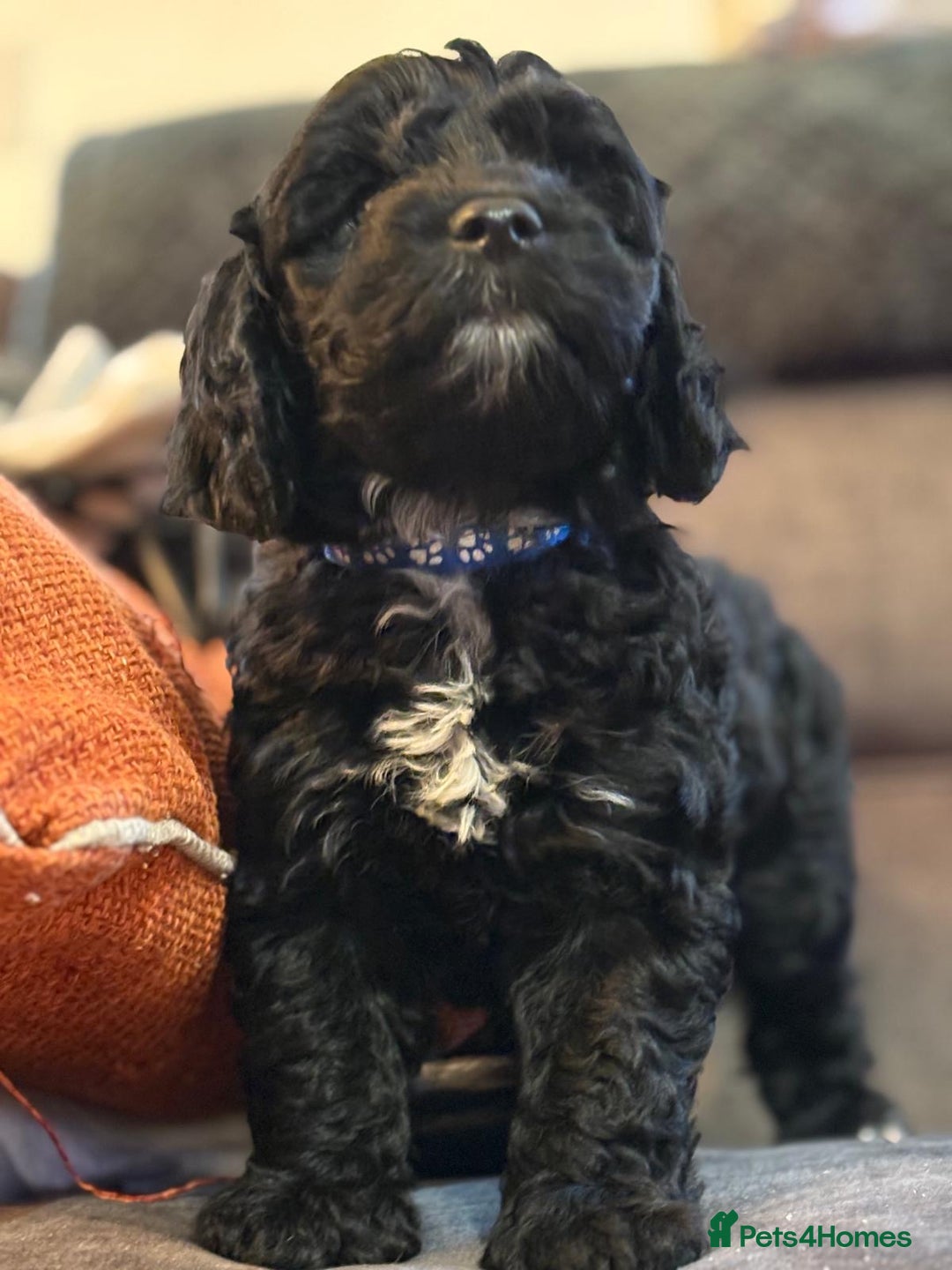 Mixed Breed dogs for sale: Cockapoo x Maltipoo  - Image 5