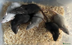 Rat rodents for sale: Beautiful baby dumbo rats for sale  - Image 2