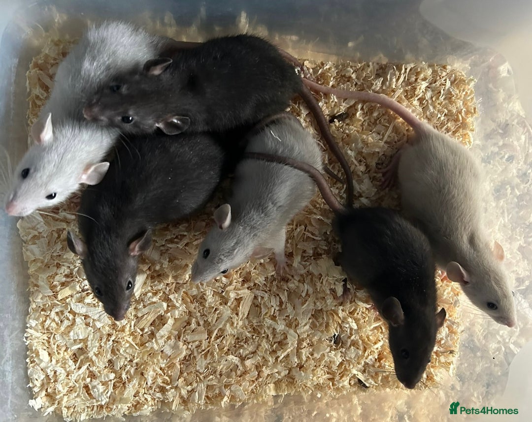Rat rodents for sale: Beautiful baby dumbo rats for sale  - Image 2