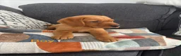 Labrador Retriever dogs for sale: Beautiful KC registered Labrador retriever puppies in Swansea - Advert 25