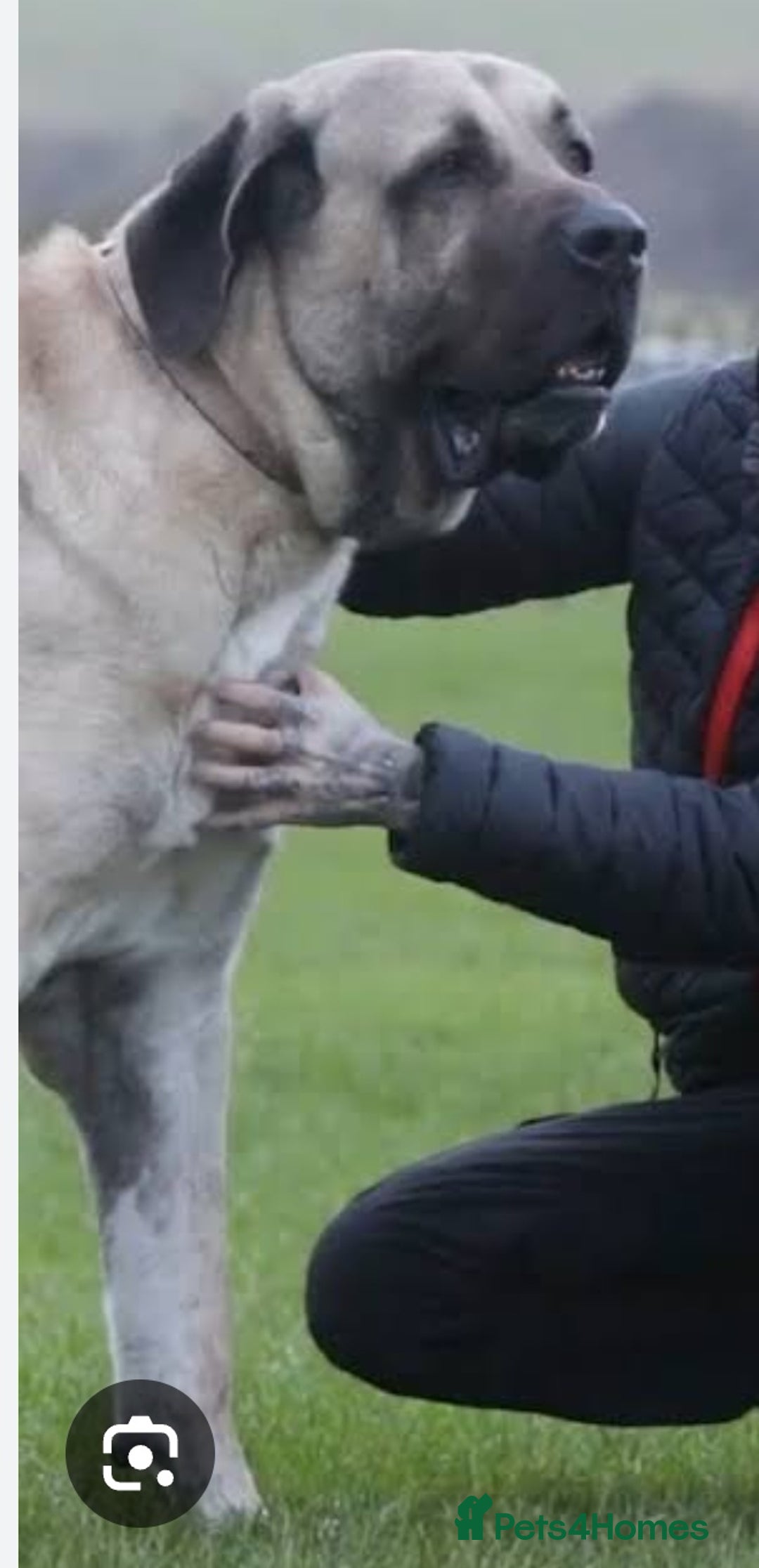 Anatolian Shepherd dogs for stud: Abu the Uks largest dog is up for stud  - Advert 2