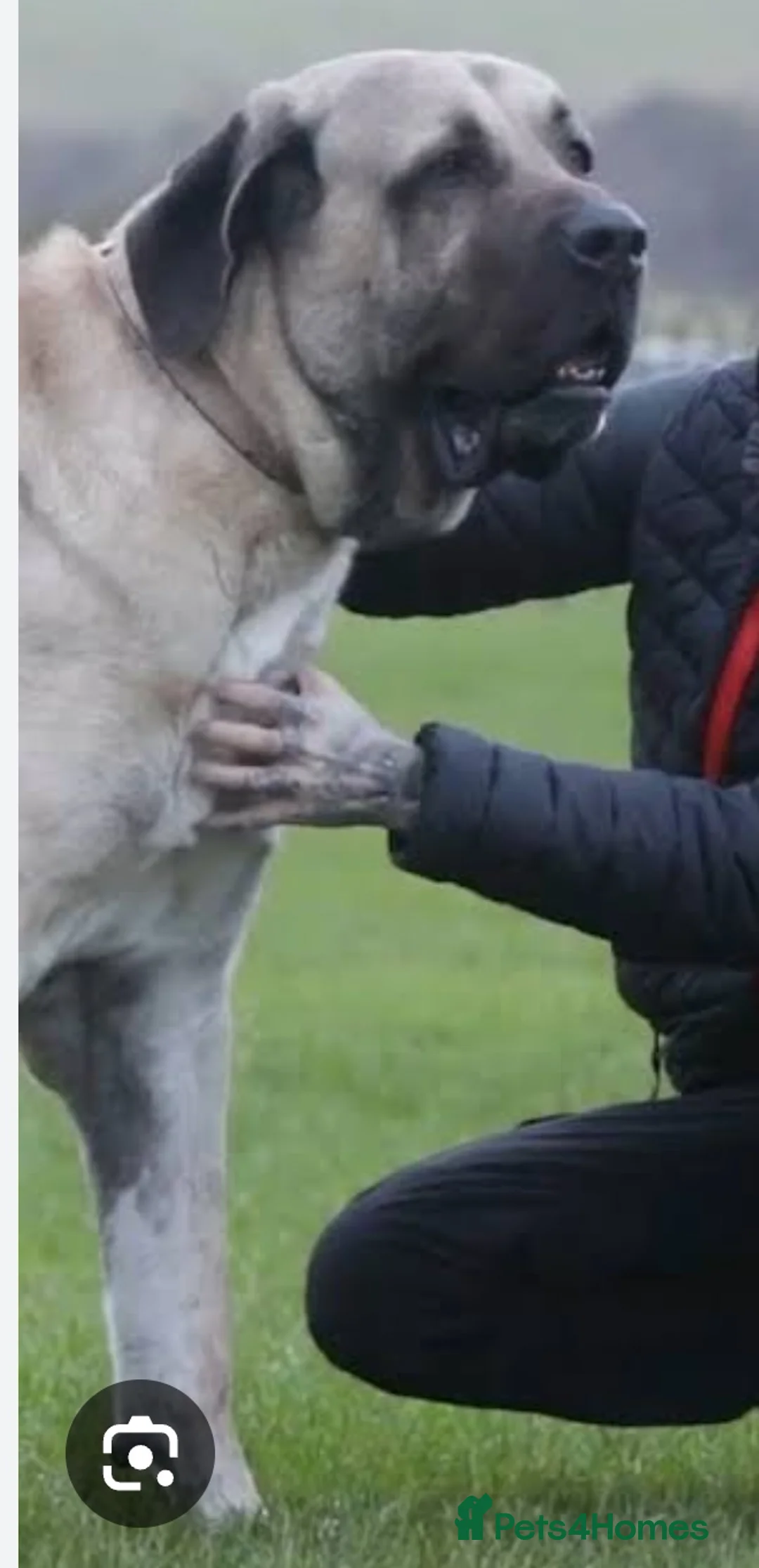 Anatolian Shepherd dogs for stud: Abu the Uks largest dog is up for stud  - Advert 2