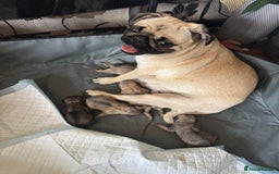 Pug dogs for sale: Pug puppies for sale  - Image 2