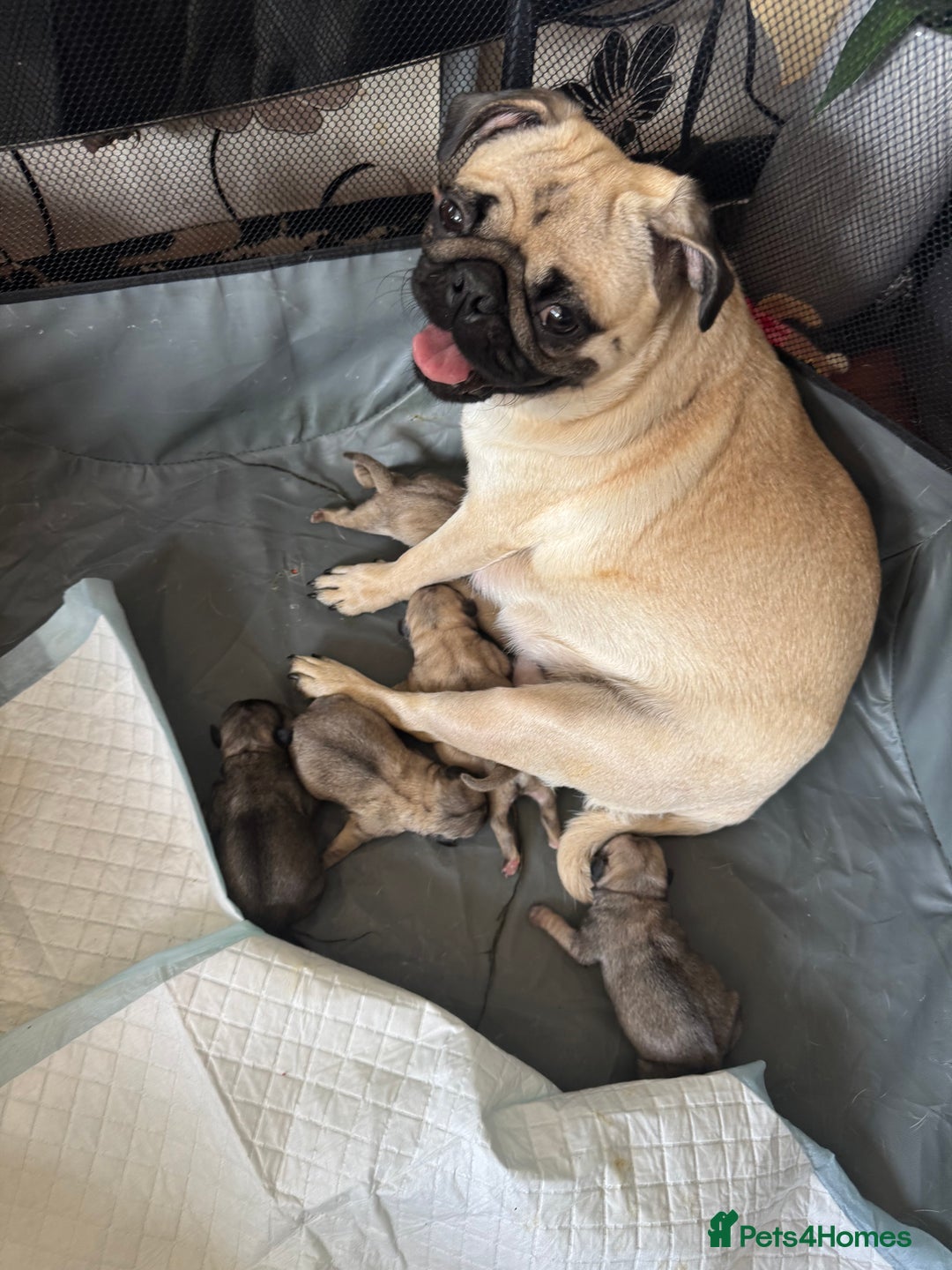 Pug dogs for sale: Pug puppies for sale  - Image 2