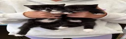 Mixed Breed cats for sale: Beautiful black & white kittens for sale  - Advert 4