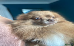 Pomeranian dogs for sale: Female pom 3 years old read description  - Image 6