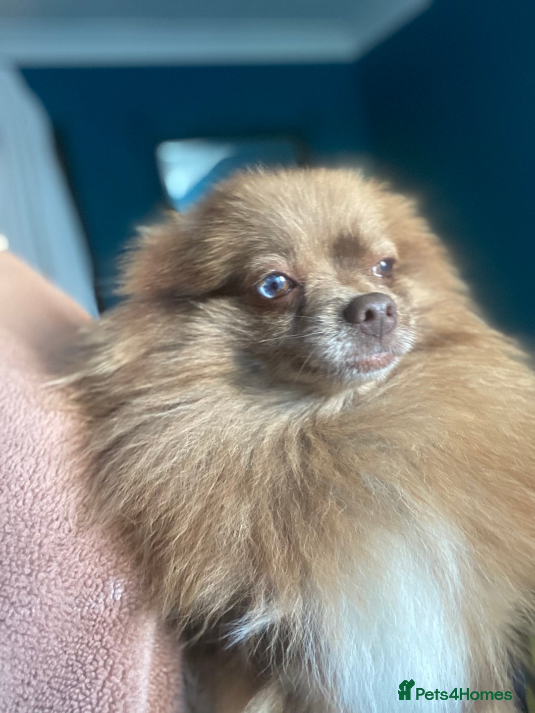 Pomeranian dogs for sale: Female pom 3 years old read description  - Image 6