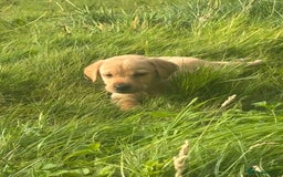Labrador Retriever dogs for sale: Fox Red Labrador Puppies - Image 1