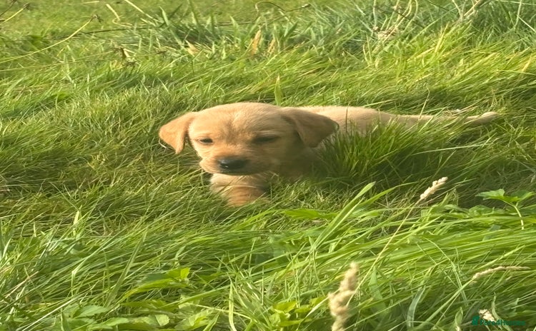 Labrador Retriever dogs - Advert 4